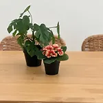 Estrellas De Mar *